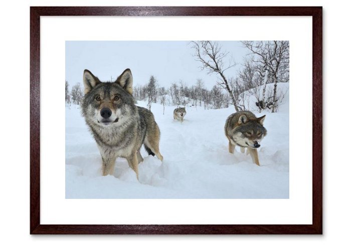 Canadian Wolves